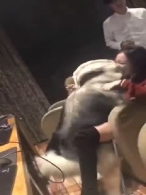 【12.11惊天大瓜】河北某网咖“人兽门”！古牧犬强上女孩，